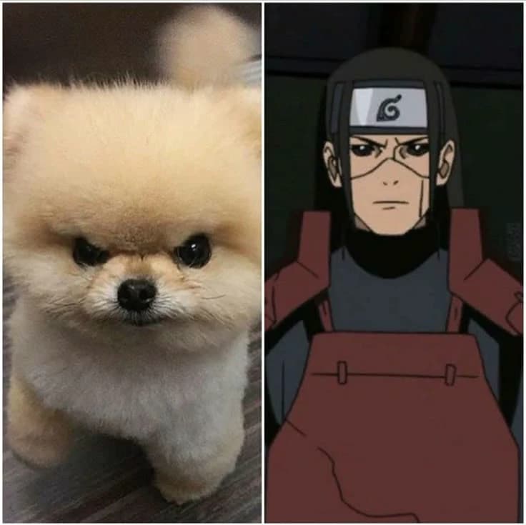 Hashirama thumbnail