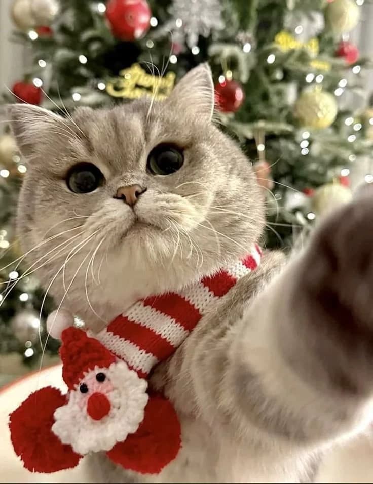 New Year's cat thumbnail