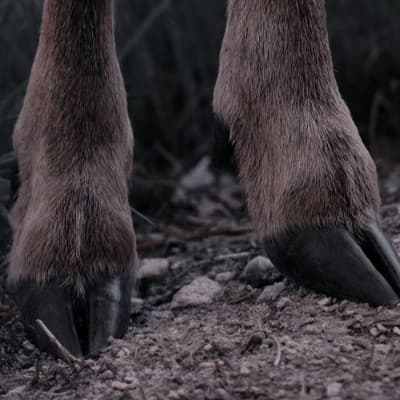 Fawn thumbnail