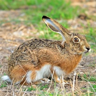 Hare thumbnail