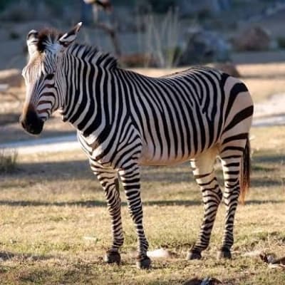 zebra thumbnail