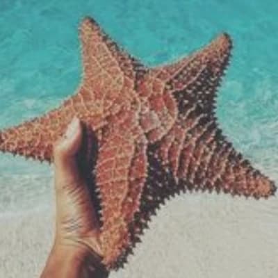 Starfish thumbnail