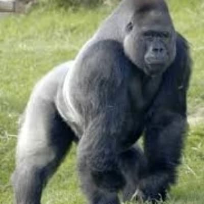 Macho Gorilla thumbnail