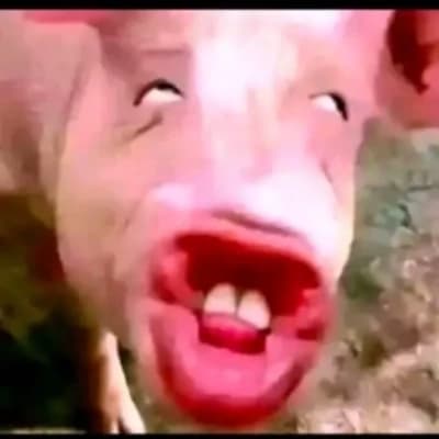 Pig Squirting thumbnail