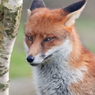 Red Fox thumbnail