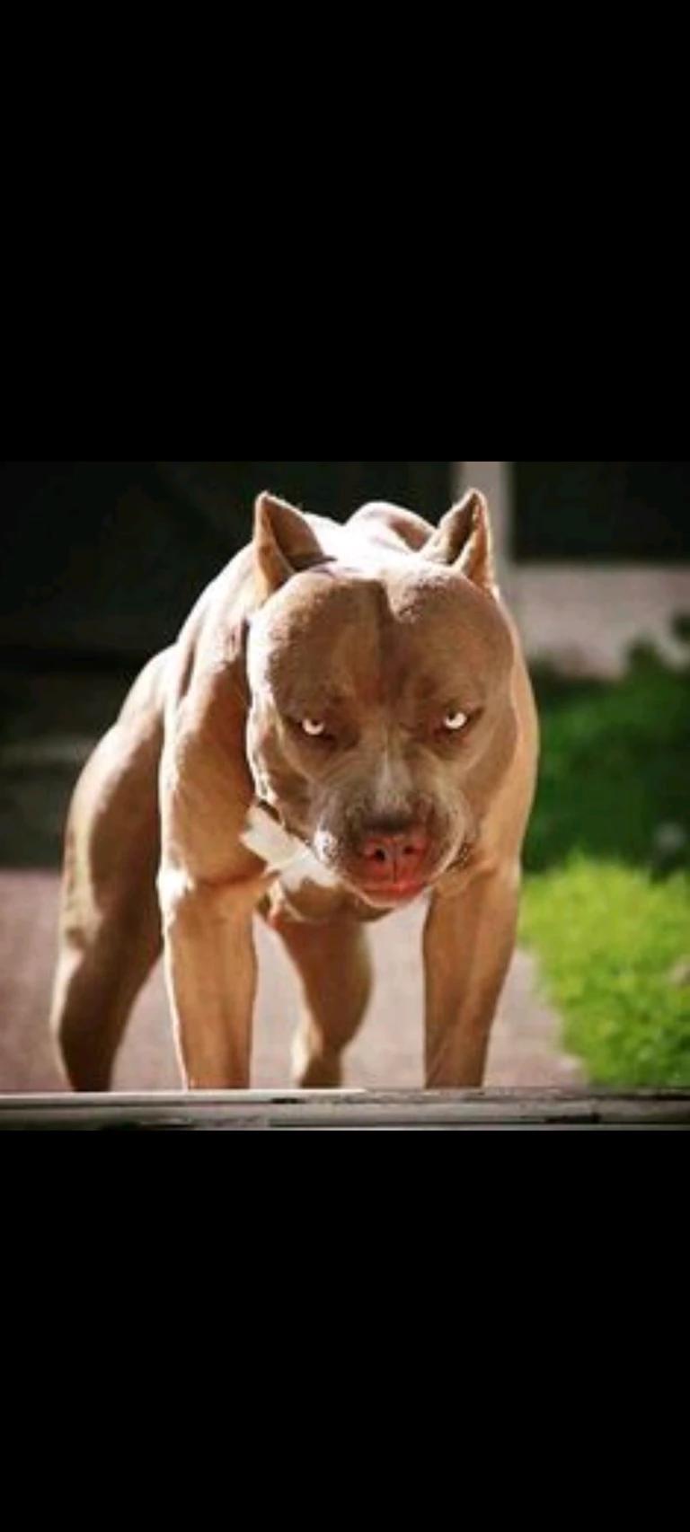 Neighbor's dog thumbnail