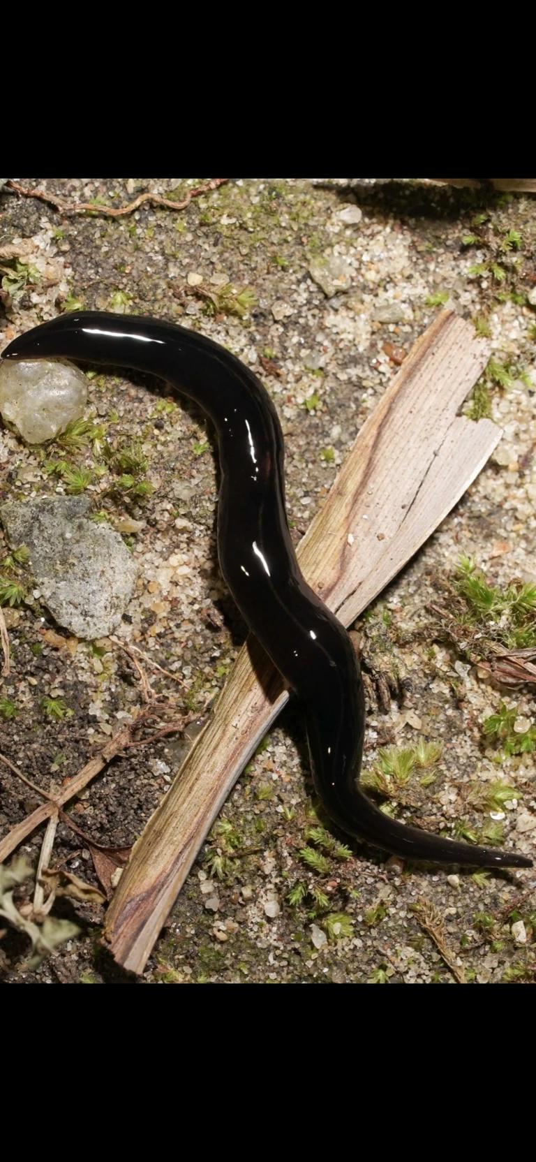 Parasitic worm thumbnail