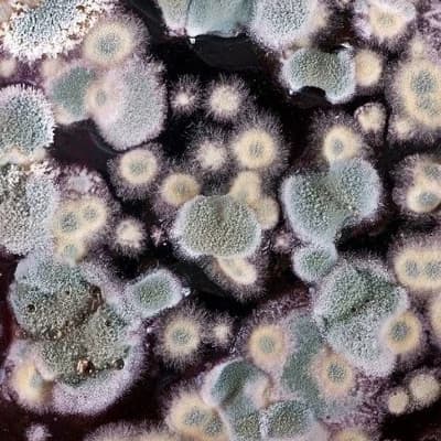 Mold type 1 thumbnail