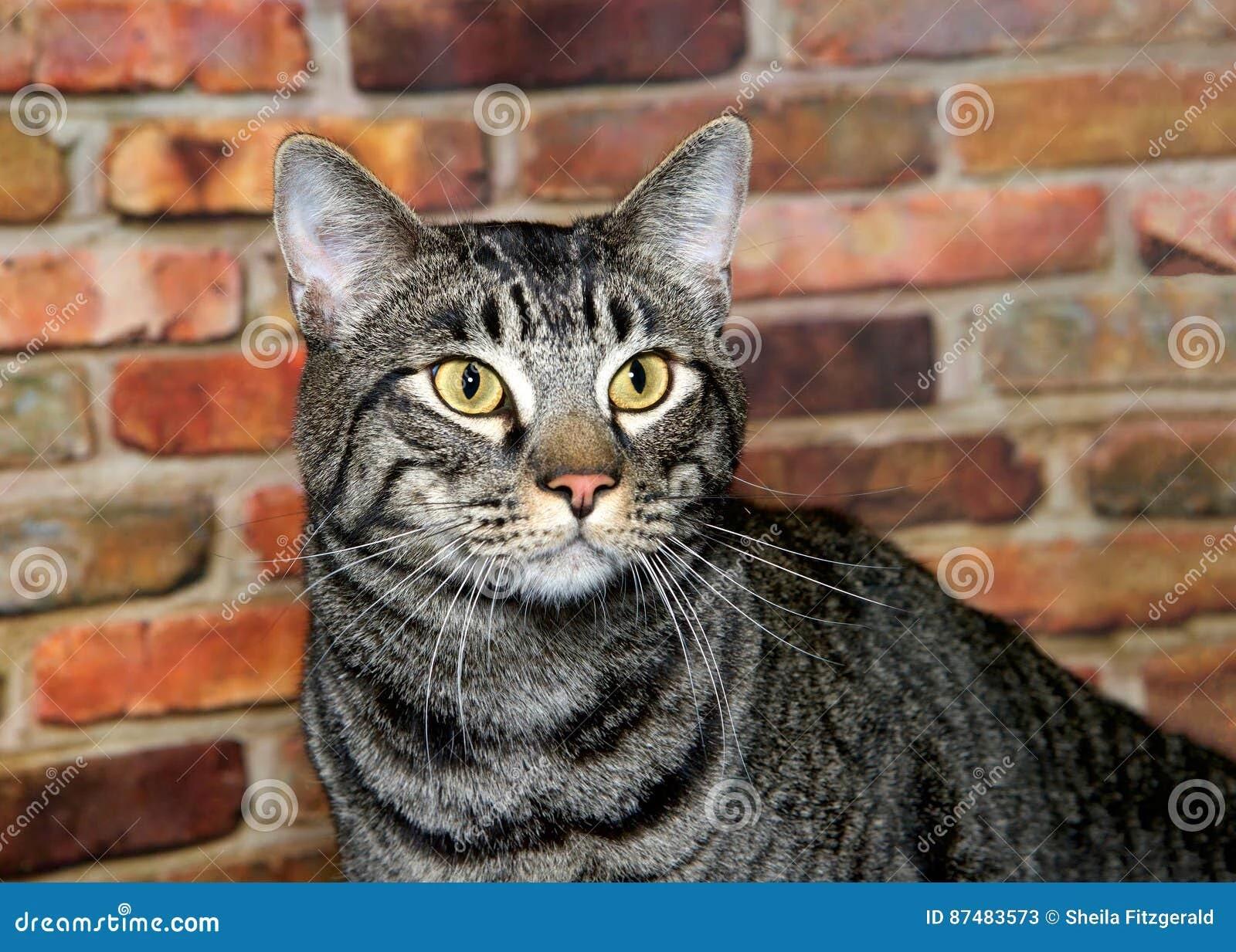 cat thumbnail