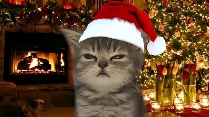 Christmas Cat thumbnail