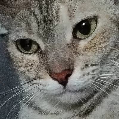 Whiskers thumbnail