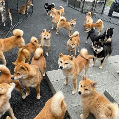 (Pack of dog friends) thumbnail