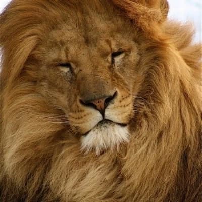 Leo, The Flirtatious Lion thumbnail