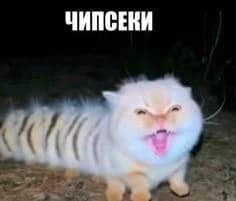 Cat caterpillar thumbnail