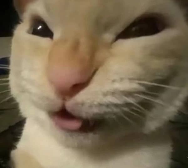 GENTLE KITTEN>:3 thumbnail