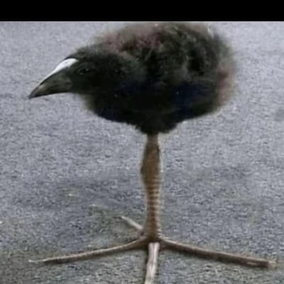 chicken thumbnail