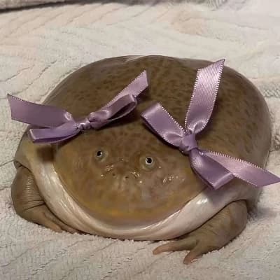 Timmy the Frog thumbnail
