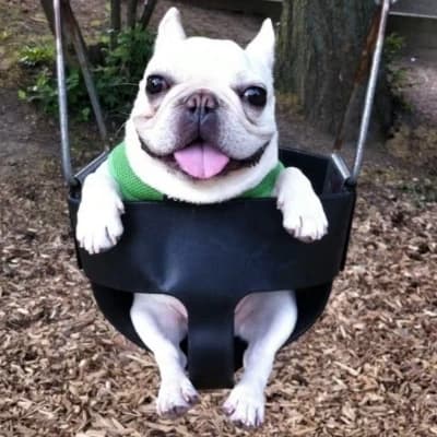 puppy thumbnail