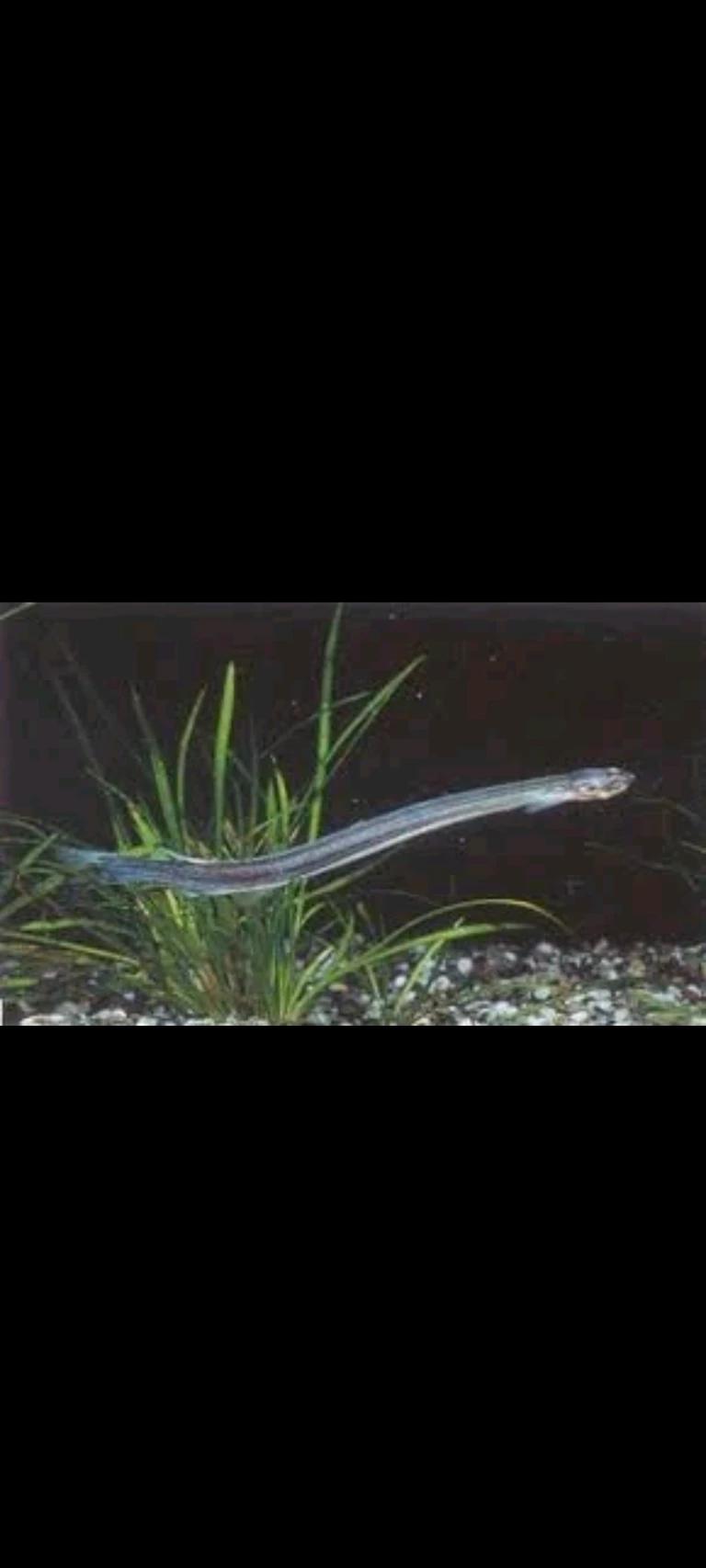 Candiru fish thumbnail