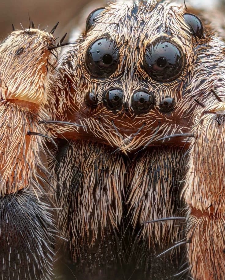 Spider thumbnail