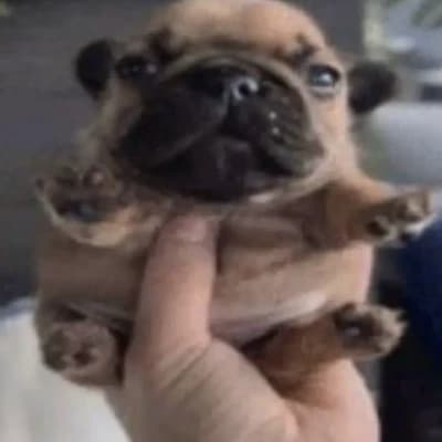 Pibble thumbnail