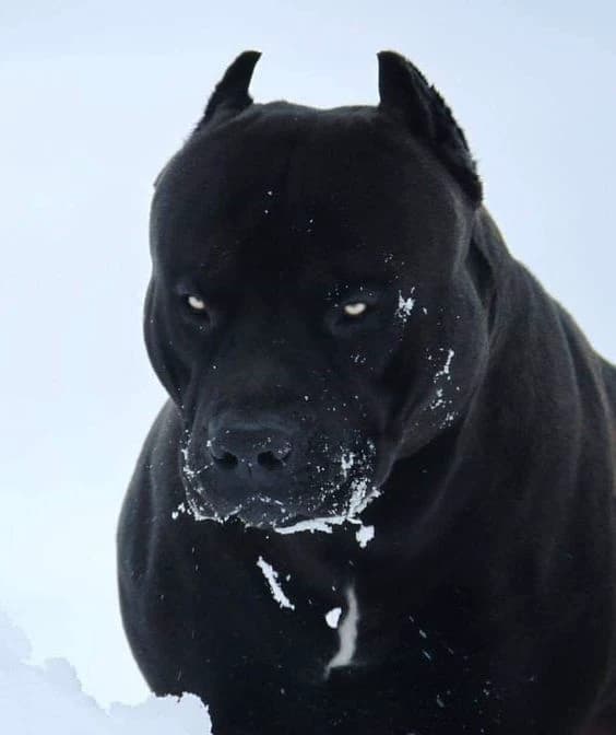 Brutus thumbnail