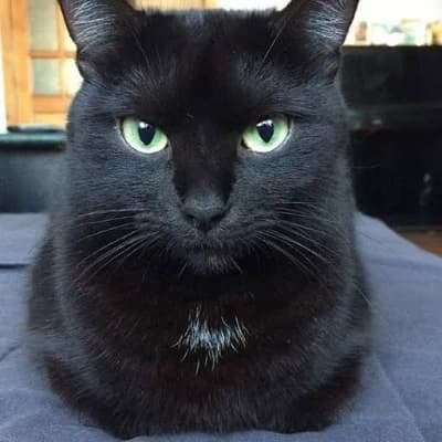 Blackie thumbnail