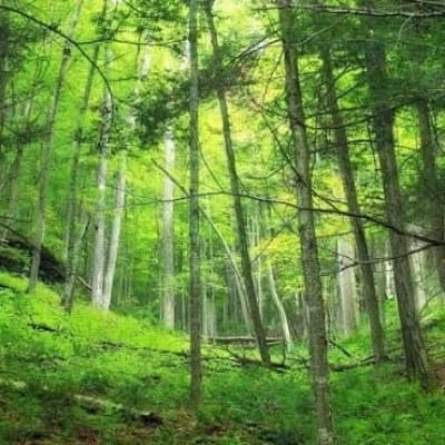 Forest Animal Protection Group (GPAB) thumbnail