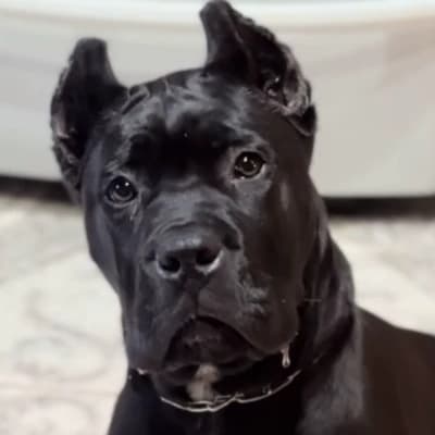 Barkley 'Bark' Hound thumbnail