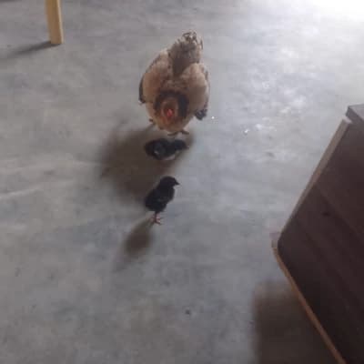 Clucksworth, the Friend Chicken thumbnail