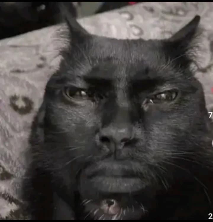 Anti-sigma cat thumbnail