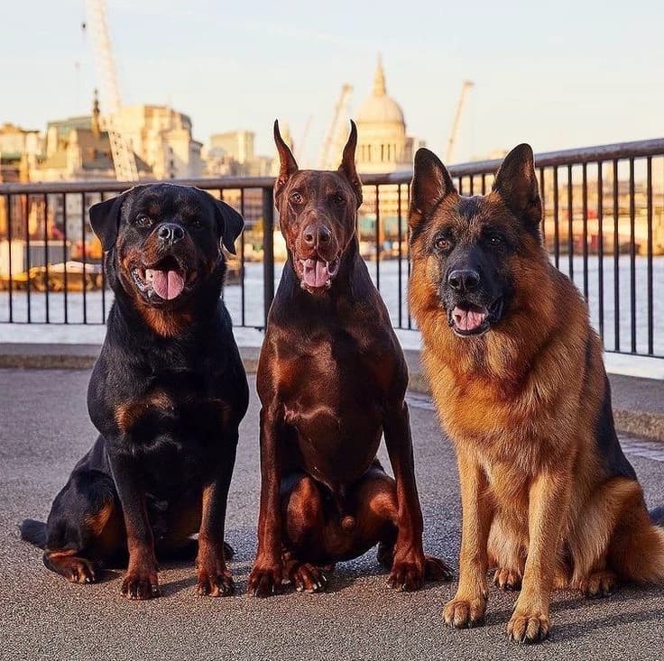 Zeus , Shadowt, matt thumbnail