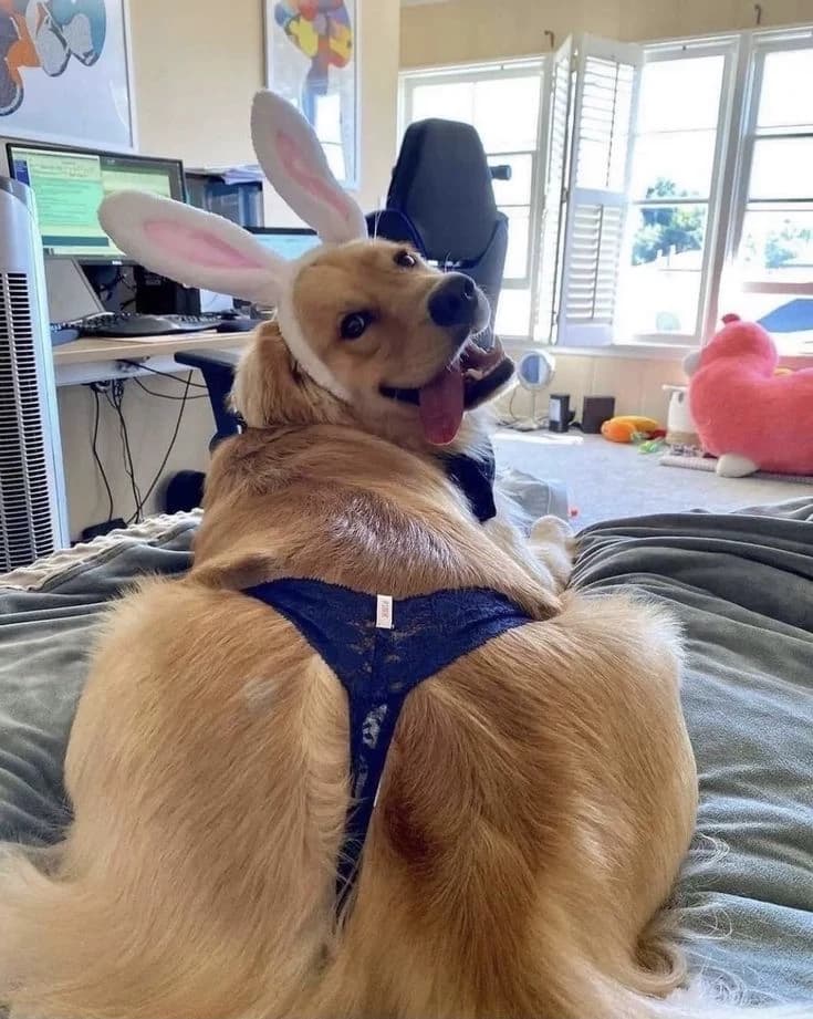 Dog thumbnail