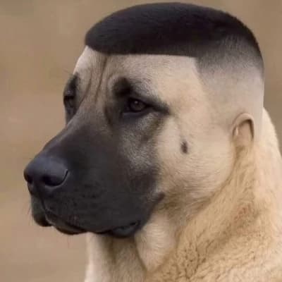 Talking dog thumbnail