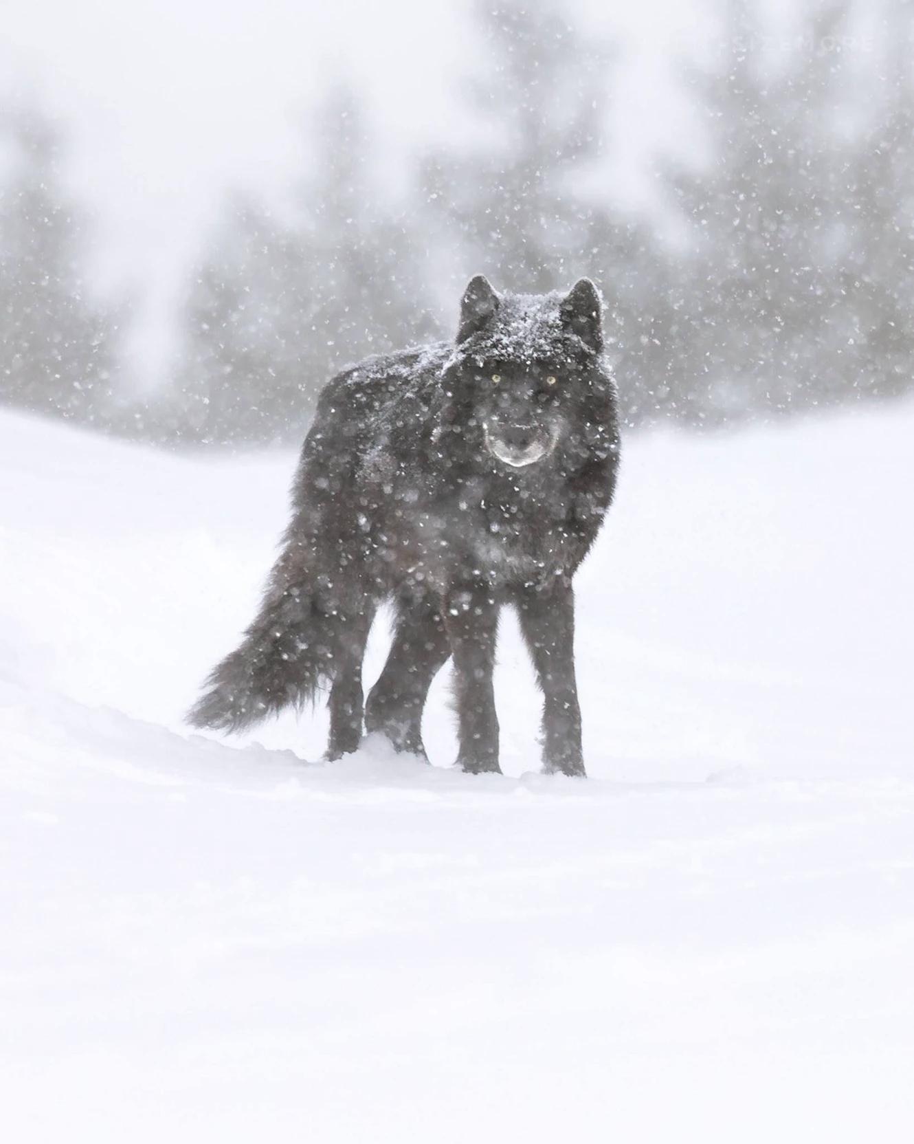 Alpha (wolf) thumbnail