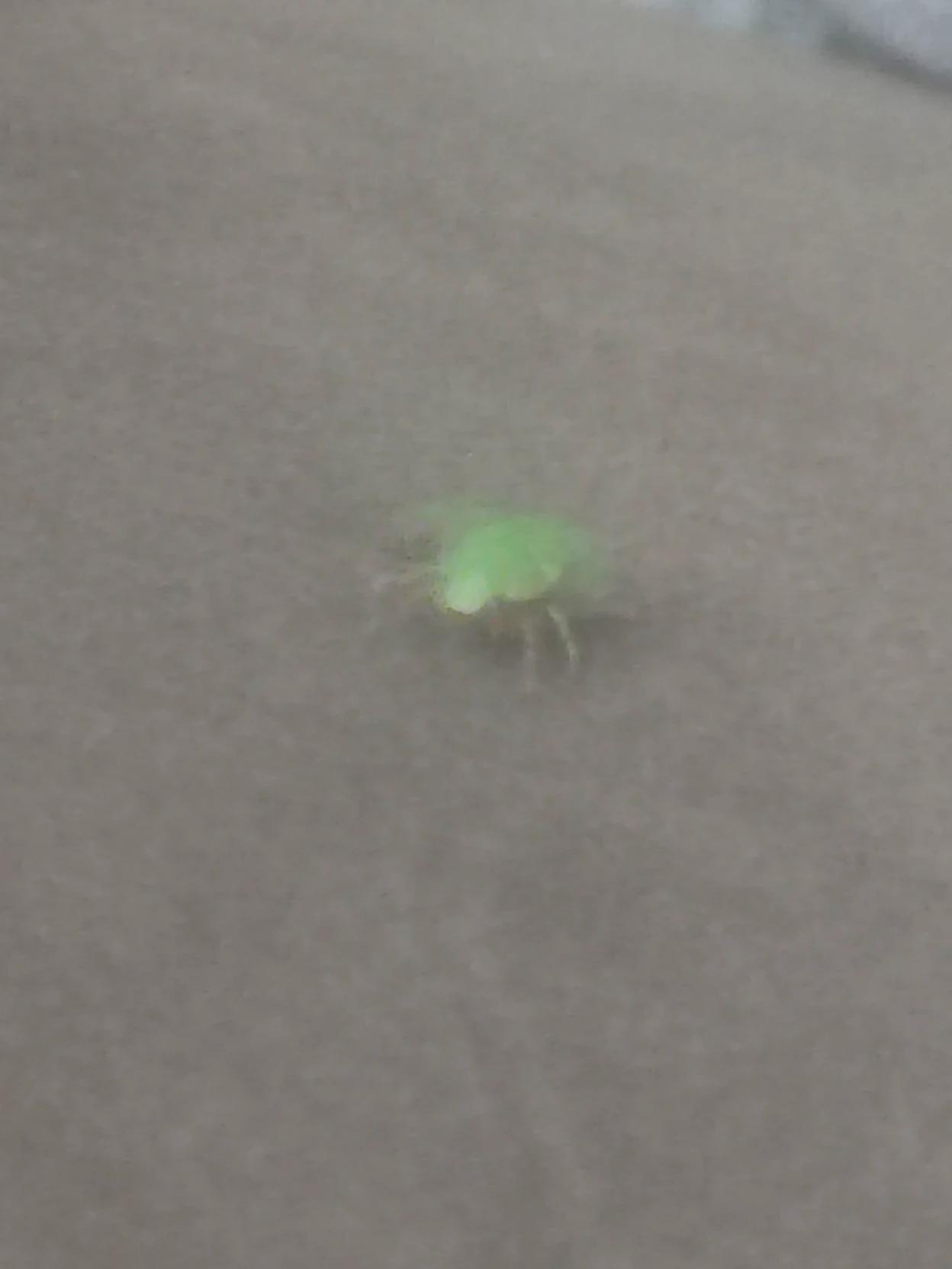 San Juan-Chili Beetle thumbnail