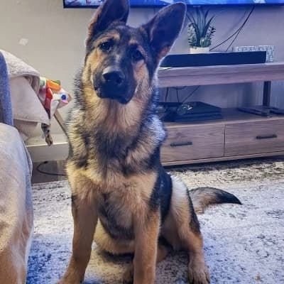 strange dog thumbnail