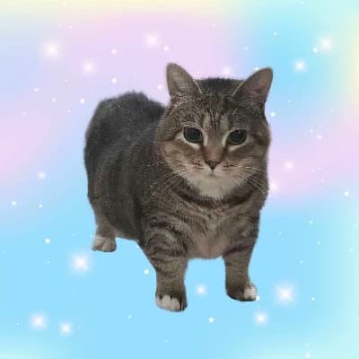 Ethel (The Oiia Cat) thumbnail