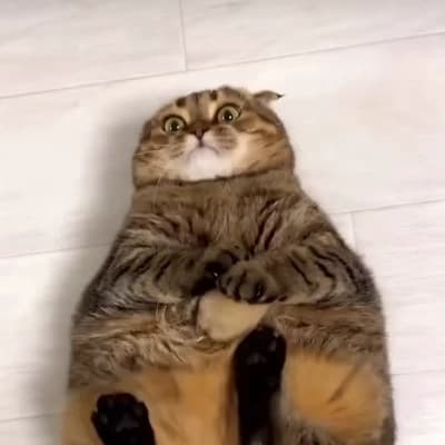 Mochi thumbnail