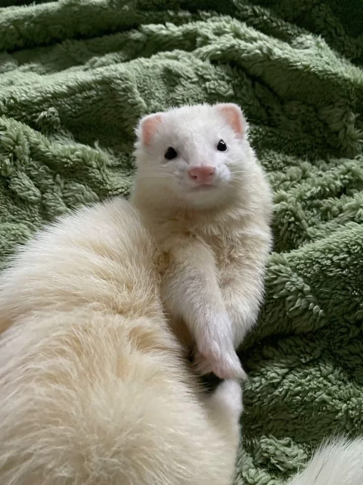 Draco Malfoy-Ferret thumbnail
