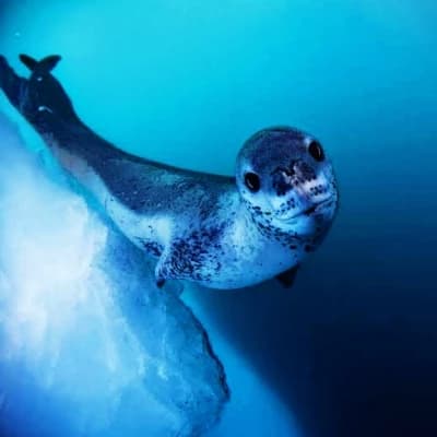 ★ Leopard Seal ★ thumbnail