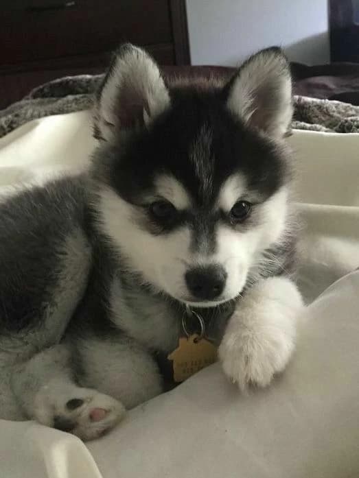 Your Siberian Husky 🐾! thumbnail