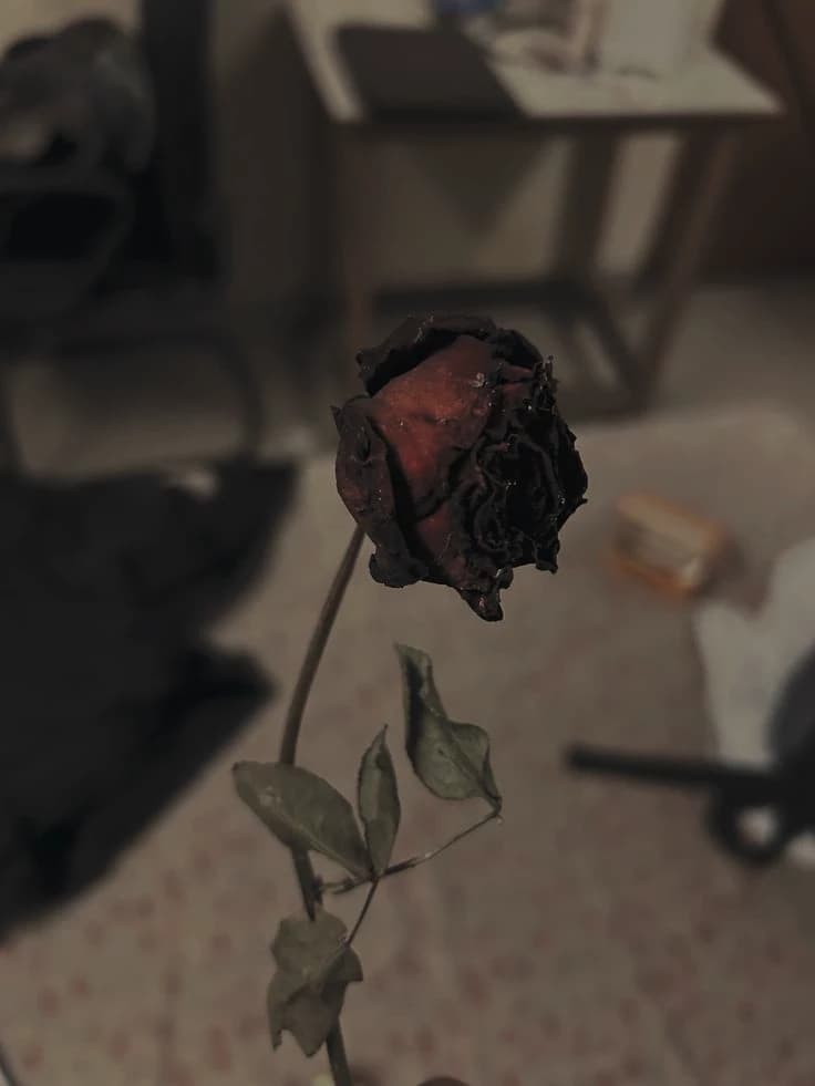 𝑉𝑙𝑎𝑑-𝐷𝑟𝑎𝑐𝑢𝑙𝑎 1700'𝑠 thumbnail