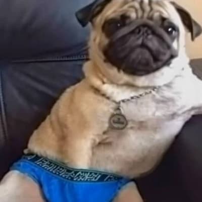 Licenciado Pugberto thumbnail