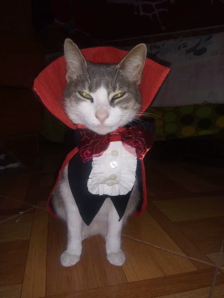 The Machiavellian kitten thumbnail