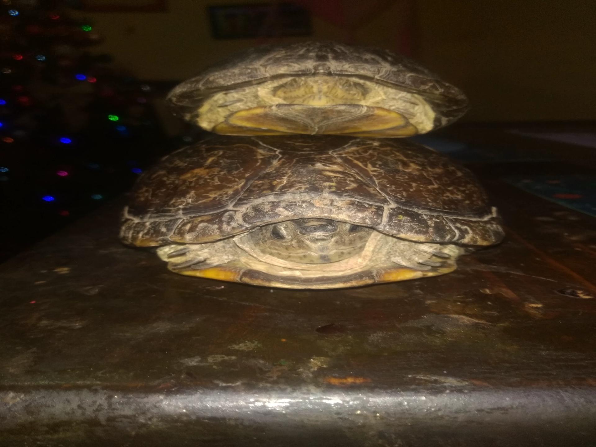 Tortuga thumbnail