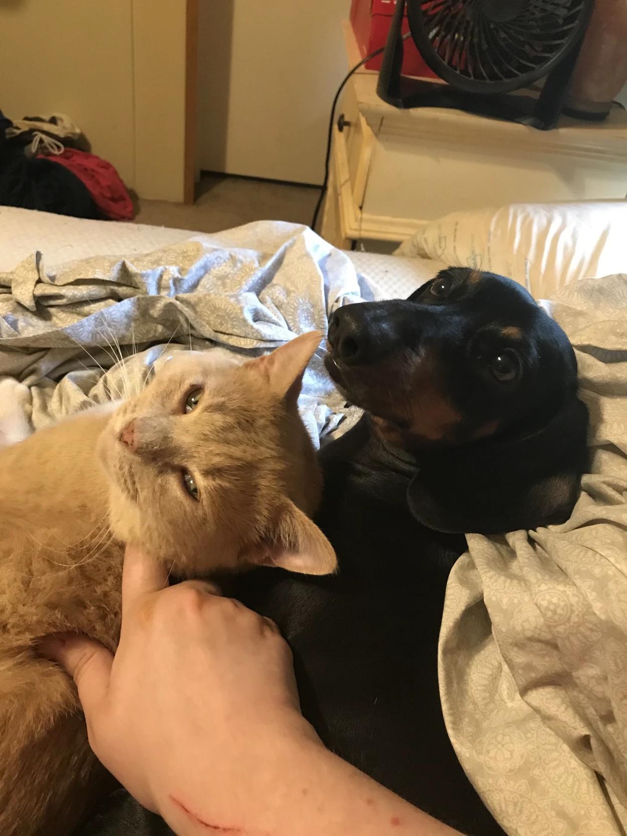 Dachshund x Gato naranja thumbnail
