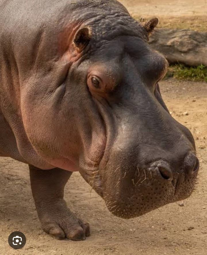 Hippopotamus thumbnail
