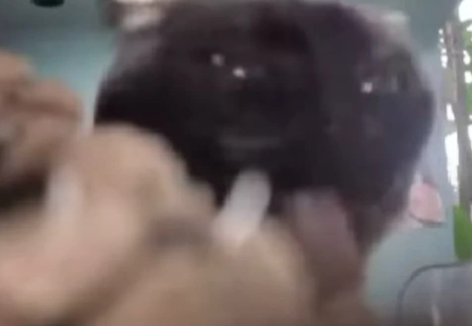 Ms. Burnt thumbnail
