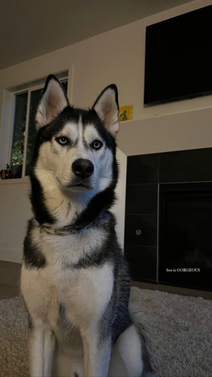 Max the dog🐶 thumbnail